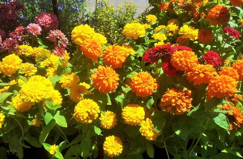 Aksamitki - kwiaty przyjazne pszczołom